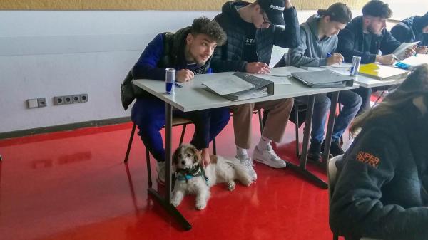 Schulhund Carlo nun auch im Unterricht 